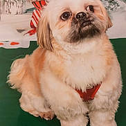 Sauvageon a rejoint le concours — aidez-le/la à gagner de superbes lots ! animal, bow, companion, cute, decorations, dog, expression, fluffy, fur, green_surface, holiday, indoor, looking_up, pet, portrait, red_harness, sitting, small_dog, snow, winter_scene