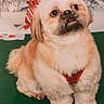 animal, bow, companion, cute, decorations, dog, expression, fluffy, fur, green_surface, holiday, indoor, looking_up, pet, portrait, red_harness, sitting, small_dog, snow, winter_scene