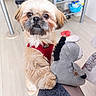 Sauvageon participe au concours pour gagner de l'argent avec cette photo : adorable, big_eyes, close_up, dog, fluffy_fur, hardwood_floor, home_interior, indoor, light_colored_fur, looking_at_camera, paw, pet, plastic_container, plush_toy, red_harness, shelf, small_dog, standing, stuffed_animal, toy