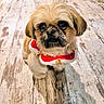 Sauvageon participe au concours pour gagner de l'argent avec cette photo : adorable, animal, big_eyes, black_nose, brown_fur, companion, cute, dog, festive_collar, fluffy, holiday, indoors, jingle_bells, looking_up, pet, portrait, red_collar, small_dog, white_trim, wooden_floor