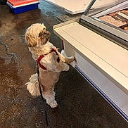 Sauvageon a rejoint le concours — aidez-le/la à gagner de superbes lots ! animal, brown_floor, curious, dog, floor, fluffy, food, hind_legs, indoor, leash, market, meat, pet, plastic_containers, red_harness, refrigerated_display, shop, small_dog, standing, waiting
