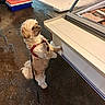 animal, brown_floor, curious, dog, floor, fluffy, food, hind_legs, indoor, leash, market, meat, pet, plastic_containers, red_harness, refrigerated_display, shop, small_dog, standing, waiting