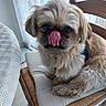 Sauvageon participe au concours pour gagner de l'argent avec cette photo : chair, close_up, cozy, curtains, cushion, cute, dog, domestic, fluffy, furniture, indoor, lace_curtains, patterned, pet, resting, small_dog, tablecloth, tongue, tongue_out, wooden_chair