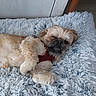 animal, companion, cozy, cute, dog, face, fluffy, fur, home, indoor, lying_down, paw, pet, red_harness, relaxed, resting, rug, shaggy_rug, sleepy, small_dog