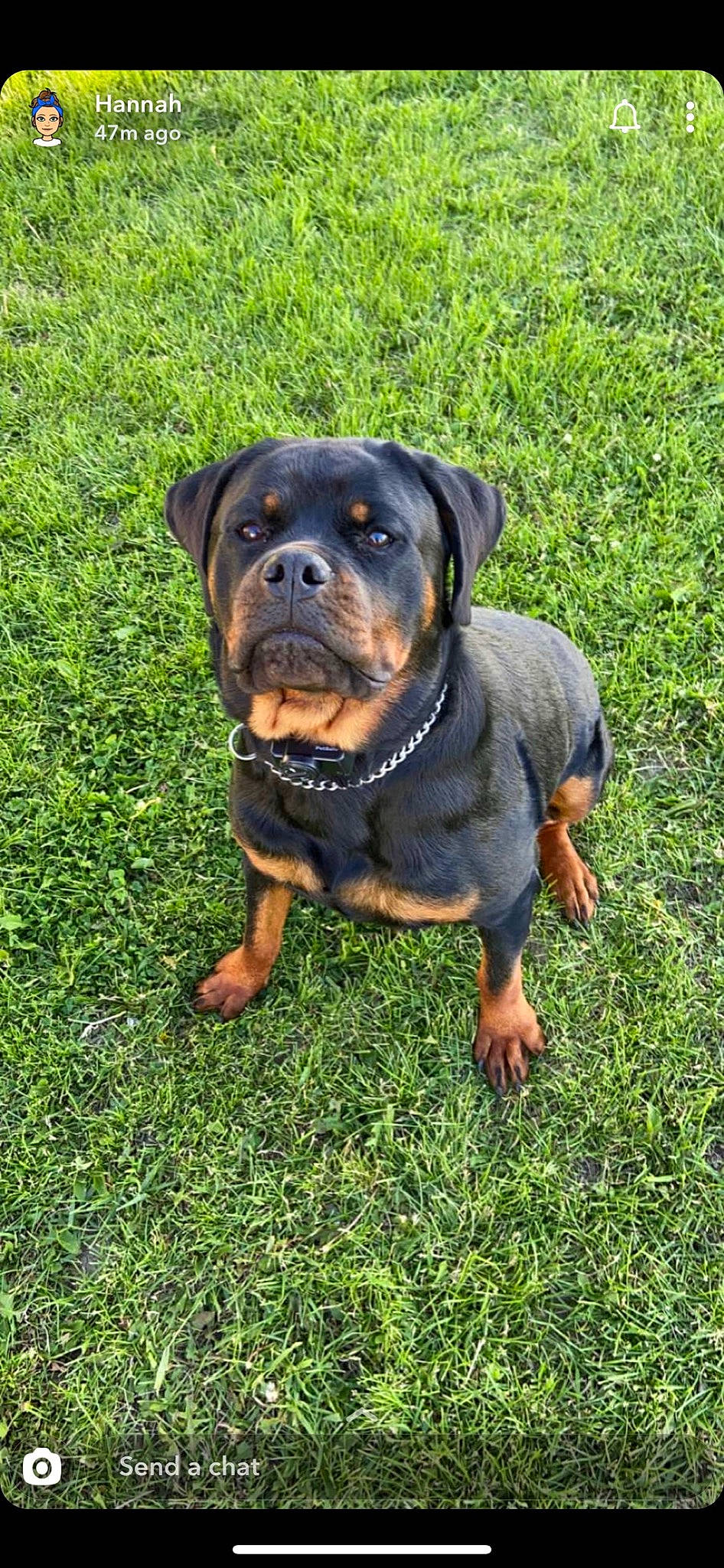 Inga is registered to the contest to win money with this photo: canidae, carnivore, companion_dog, dog, dog_breed, fawn, grass, groundcover, guard_dog, hound, hunting_dog, molosser, plant, puppy, rottweiler, snout, sporting_group, terrestrial_animal, working_animal, working_dog