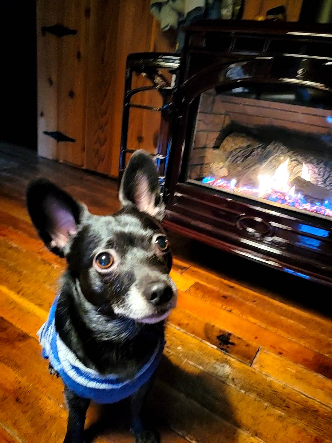 Baloo joined the competition — help win amazing prizes! automotive_lighting, cabinetry, carnivore, collar, companion_dog, dog, dog_breed, door, fire, fire_screen, fireplace, floor, flooring, gas, hardwood, hearth, stove, whiskers, wood, wood_burning_stove