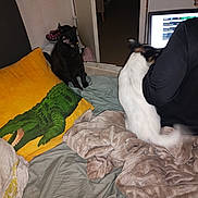 Sandjy a rejoint le concours — aidez-le/la à gagner de superbes lots ! black_cat, dog, bed, yellow_pillow, crocodile_illustration, blanket, person, laptop, indoor, pet, animal, furniture, cozy, home, interaction, sleeping_area, soft_texture, casual, domestic, comfort