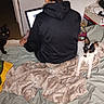 person, black_hoodie, laptop, black_cat, white_dog, blanket, bed, pillow, indoor, home, technology, pet, animal, furniture, casual, relaxing, curious_cat, small_dog, seated, comfort