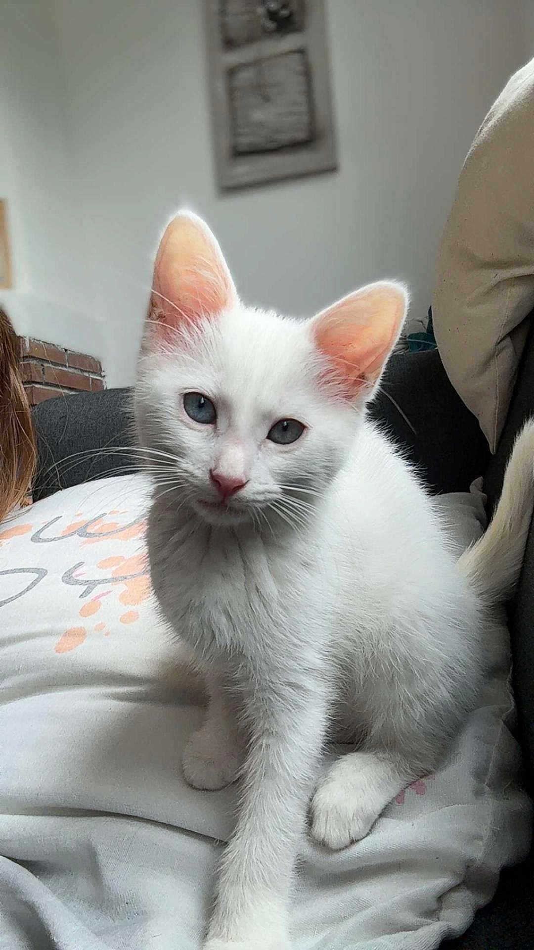 Luna a rejoint le concours — aidez-le/la à gagner de superbes lots ! kitten, cat, white_cat, pet, animal, blue_eyes, feline, cute, indoor, couch, person, lap, fur, whiskers, ears, tail, relaxing, domestic_animal, young, curious