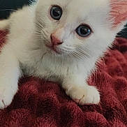 Luna a rejoint le concours — aidez-le/la à gagner de superbes lots ! kitten, cat, white_cat, pet, animal, close_up, cute, feline, fur, whiskers, pink_nose, ears, indoor, blanket, soft, relaxed, young, curious, portrait, domestic_cat