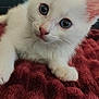 kitten, cat, white_cat, pet, animal, close_up, cute, feline, fur, whiskers, pink_nose, ears, indoor, blanket, soft, relaxed, young, curious, portrait, domestic_cat