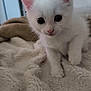 Luna participe au concours pour gagner de l'argent avec cette photo : kitten, white_cat, pet, animal, feline, cute, fluffy, blanket, indoor, soft_texture, close_up, young, small, sleepy, whiskers, ears, paw, portrait, domestic_cat, curious