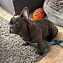Blu joined the competition — help win amazing prizes! dog, french_bulldog, black_dog, carpet, plush_bed, dog_bed, toy, orange_toy, indoor, pet, animal, ears, fur, cute, small_dog, pet_toy, floor, home, living_room, playful