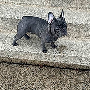 Blu is registered to the contest to win money with this photo: dog, french_bulldog, pet, outdoor, concrete, steps, animal, canine, standing, side_view, short_hair, ears_up, alert, pavement, urban, small_dog, black_dog, wrinkled_face, daylight, curious