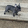 dog, french_bulldog, pet, outdoor, concrete, steps, animal, canine, standing, side_view, short_hair, ears_up, alert, pavement, urban, small_dog, black_dog, wrinkled_face, daylight, curious