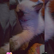 Duchess joined the competition — help win amazing prizes! kitten, sleeping, paw, tattoo, arm, furry, cute, cozy, pet, indoor, animal, closeup, resting, fluffy, adorable, heart_emoji, colorful, soft_light, relaxing, domestic