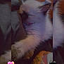 kitten, sleeping, paw, tattoo, arm, furry, cute, cozy, pet, indoor, animal, closeup, resting, fluffy, adorable, heart_emoji, colorful, soft_light, relaxing, domestic