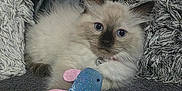 Duchess joined the competition — help win amazing prizes! kitten, cat, toy, fish_toy, blue_eyes, fluffy, indoor, pillow, cushion, soft_texture, pet, animal, cute, relaxed, fur, small_animal, playing, resting, close_up, domestic_cat