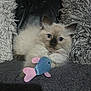 kitten, cat, toy, fish_toy, blue_eyes, fluffy, indoor, pillow, cushion, soft_texture, pet, animal, cute, relaxed, fur, small_animal, playing, resting, close_up, domestic_cat