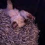kitten, cat, sleeping, fluffy, paws, blanket, soft_texture, cozy, resting, pet, animal, fur, indoor, relaxed, cute, small, comfort, dark_background, napping, snuggled