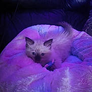 Duchess joined the competition — help win amazing prizes! animal, bed, blue_lighting, cat, comfort, cozy, cute, ears, eyes, fluffy, fur, indoor, kitten, pet, plush, purple_lighting, resting, soft, tail, young
