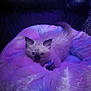 kitten, cat, pet, plush_bed, toy, blue_eyes, fluffy, indoor, cozy, purple_light, leather_couch, furniture, comfort, small_animal, cute, resting, close_up, soft_texture, curious, domestic_animal