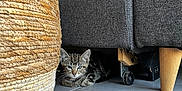 Awaï a rejoint le concours — aidez-le/la à gagner de superbes lots ! animal, basket, cat, couch, cozy, curious, ears, eyes, floor, furniture, hidden, indoor, kitten, pet, resting, shadow, small, tabby, tile, whiskers