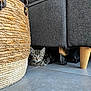 animal, basket, cat, couch, cozy, curious, ears, eyes, floor, furniture, hidden, indoor, kitten, pet, resting, shadow, small, tabby, tile, whiskers