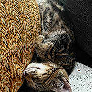 Awaï a rejoint le concours — aidez-le/la à gagner de superbes lots ! animal, cat, closeup, cozy, cushion, cute, domestic_cat, fabric, fur, indoor, kitten, nap, pattern, paw, pet, relaxation, resting, sleeping, tabby, whiskers