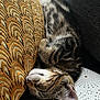 animal, cat, closeup, cozy, cushion, cute, domestic_cat, fabric, fur, indoor, kitten, nap, pattern, paw, pet, relaxation, resting, sleeping, tabby, whiskers