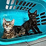 Awaï a rejoint le concours — aidez-le/la à gagner de superbes lots ! animal, black_cat, cat, companions, curious, cute, domestic_cat, feline, floor, indoor, kitten, laundry_basket, pet, playful, resting, tabby_cat, tile, turquoise, two_animals, young