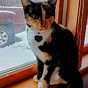 Maxine is registered to the contest to win money with this photo: cat, calico, pet, indoor, windowsill, wood, window, snow, vehicle, outdoor_view, animal, fur, whiskers, collar, tag, sitting, curious, domestic_cat, quiet, winter