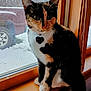 cat, calico, pet, indoor, windowsill, wood, window, snow, vehicle, outdoor_view, animal, fur, whiskers, collar, tag, sitting, curious, domestic_cat, quiet, winter