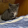 Kyia joined the competition — help win amazing prizes! kitten, cat, gray_cat, white_markings, pet, animal, bed, blanket, blue_blanket, striped_blanket, indoor, furniture, wood, brown, cute, small, fur, whiskers, looking, sitting