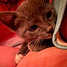 Kyia joined the competition — help win amazing prizes! kitten, cat, close_up, paw, whiskers, fur, person, arm, skin, warm_lighting, red_tone, snuggling, cozy, indoor, pet, animal, cute, young, curious, intimate
