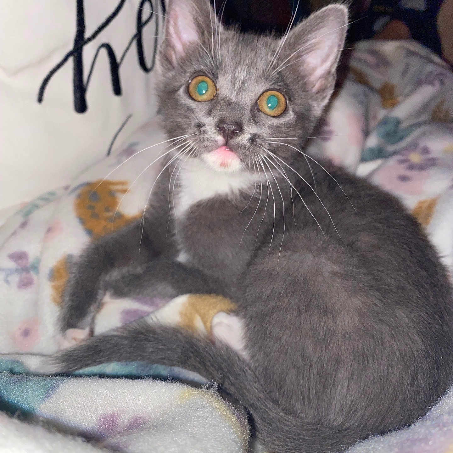 Kyia is registered to the contest to win money with this photo: kitten, gray_cat, white_cat, pet, animal, whiskers, blanket, indoor, curious, sitting, close_up, fur, face, eyes, cozy, pillow, soft, cute, young, domestic_cat
