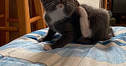 Kyia is registered to the contest to win money with this photo: kitten, cat, scratching, indoor, blanket, striped, wooden_furniture, frosted_glass, gray_cat, white_paws, pet, animal, cute, young_cat, feline, cozy, home, comfortable, resting, small
