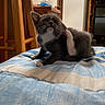 kitten, cat, scratching, indoor, blanket, striped, wooden_furniture, frosted_glass, gray_cat, white_paws, pet, animal, cute, young_cat, feline, cozy, home, comfortable, resting, small