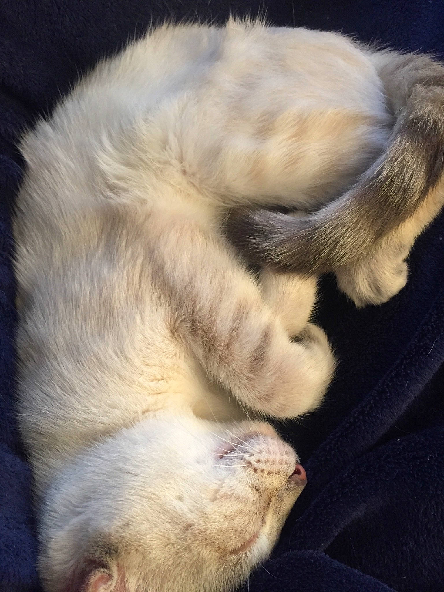 Gwyn is registered to the contest to win money with this photo: carnivore, cat, claw, close_up, comfort, dog_breed, ear, fawn, felidae, fur, natural_material, paw, small_to_medium_sized_cats, snout, sporting_group, tail, terrestrial_animal, whiskers, wildlife, wrinkle