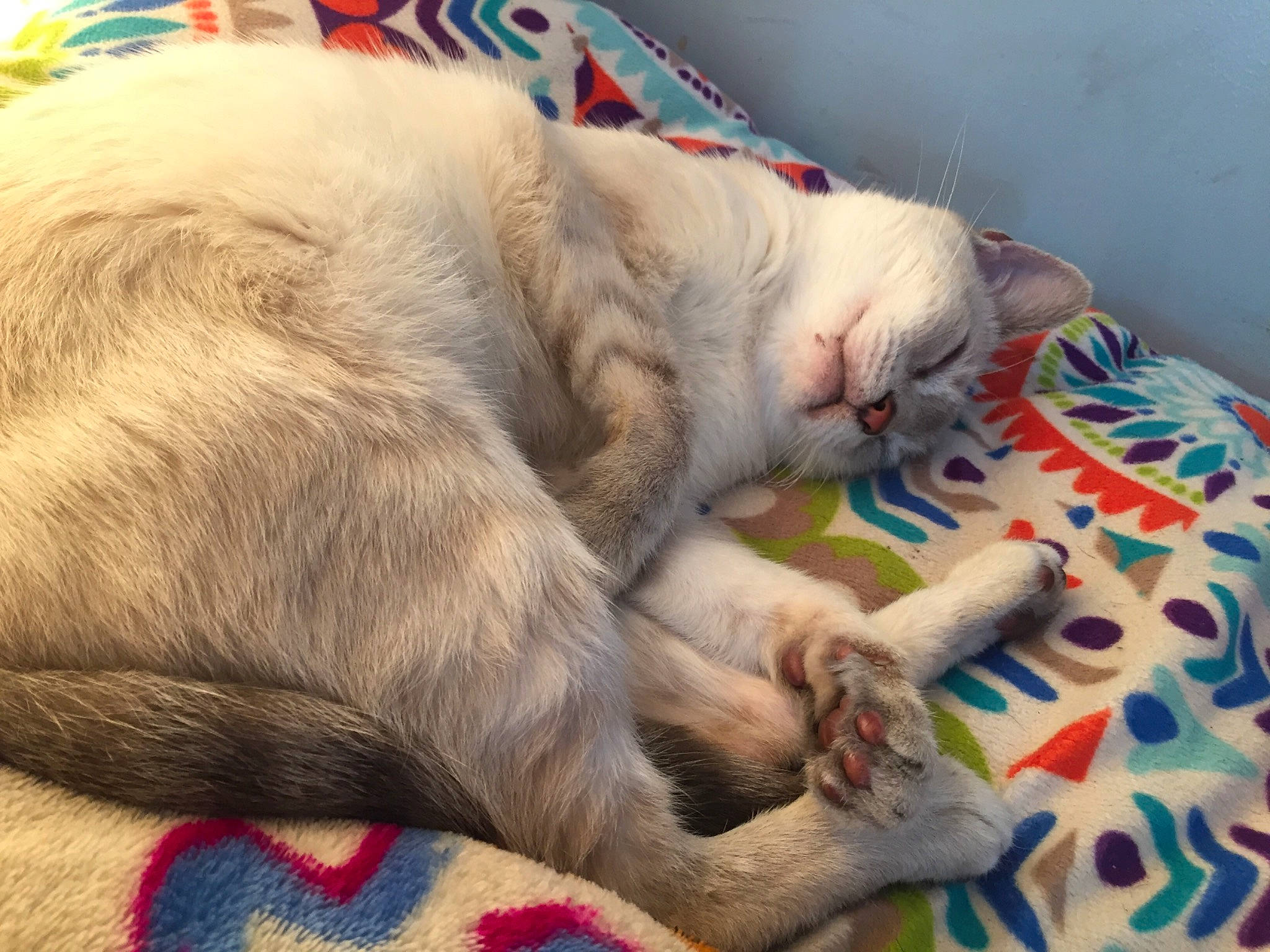 Gwyn joined the competition — help win amazing prizes! bed, blanket, carnivore, cat, claw, comfort, domestic_short_haired_cat, fang, fawn, felidae, fur, linens, nap, paw, sleep, small_to_medium_sized_cats, snout, tail, whiskers