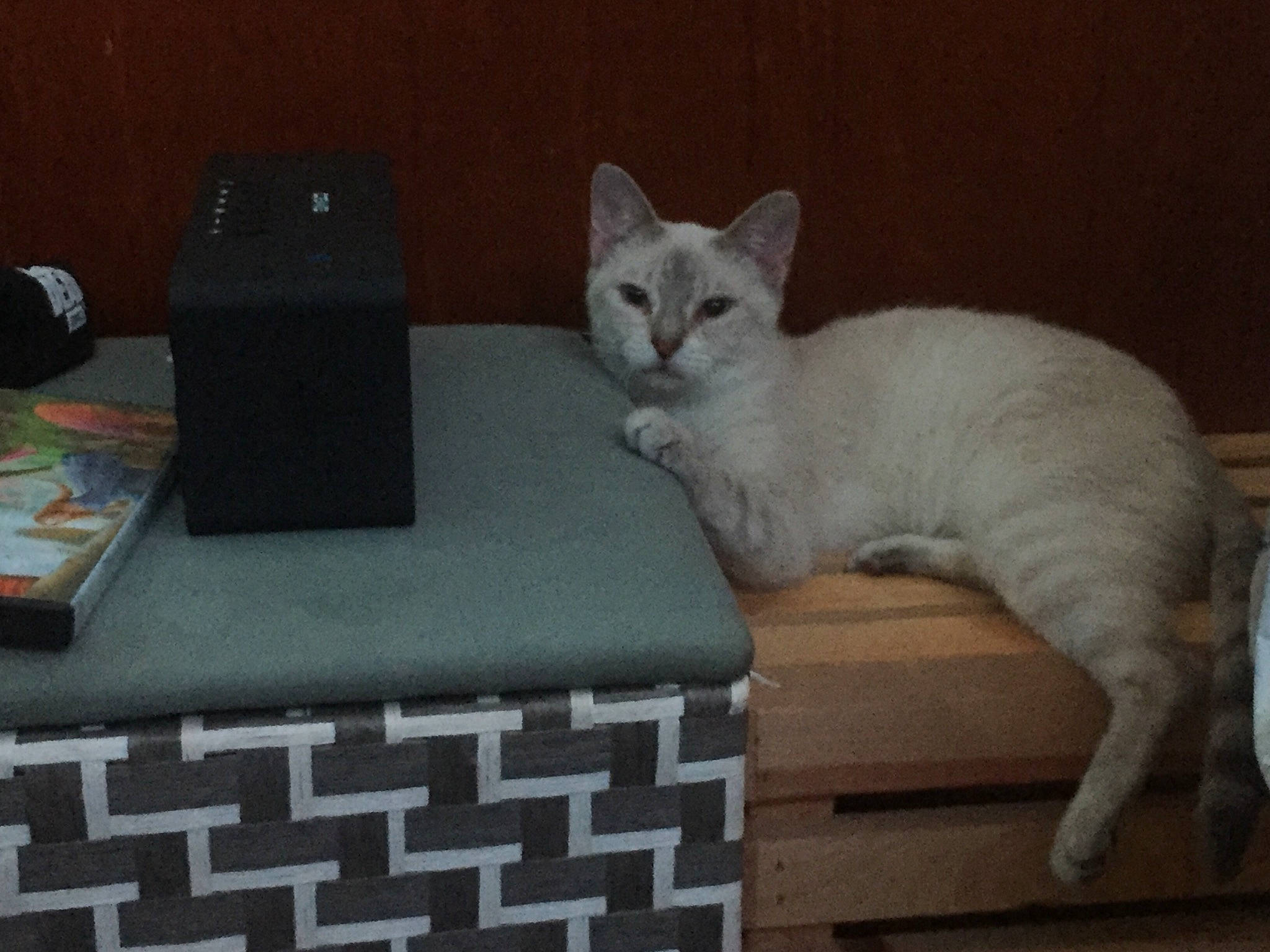 Gwyn is registered to the contest to win money with this photo: box, carnivore, cat, cat_supply, comfort, domestic_short_haired_cat, felidae, fur, grey, paw, rectangle, room, small_to_medium_sized_cats, tail, whiskers, wood