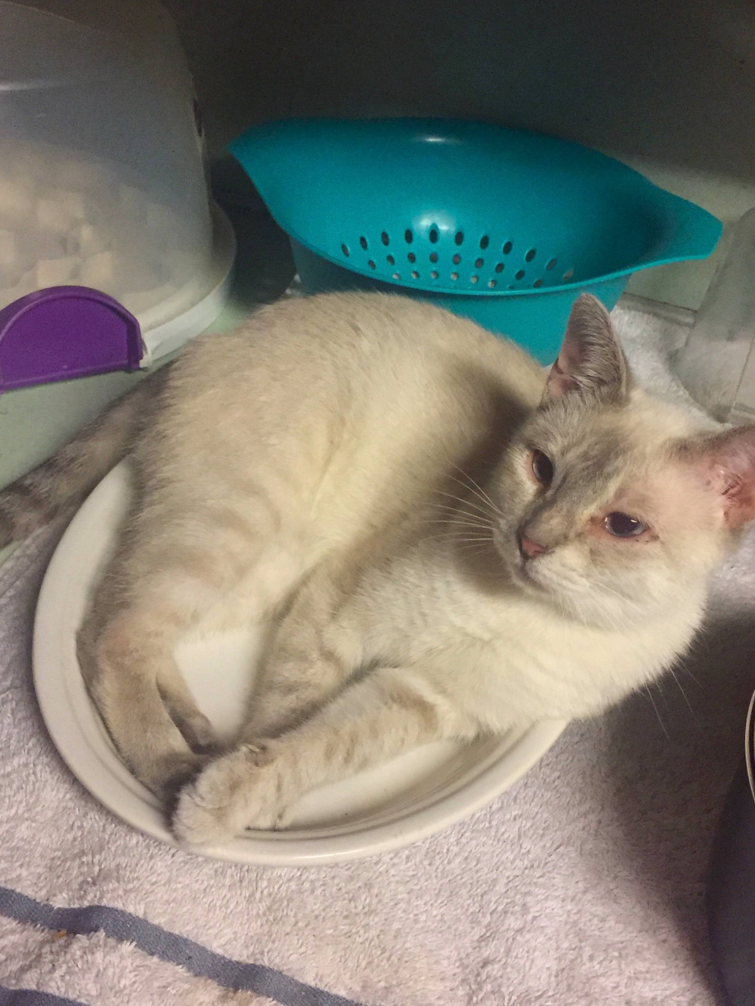 Gwyn is registered to the contest to win money with this photo: balinese, blue, carnivore, cat, cat_bed, cat_supply, comfort, domestic_short_haired_cat, fawn, felidae, fur, linens, nap, paw, pet_supply, small_to_medium_sized_cats, snout, tail, thai, whiskers