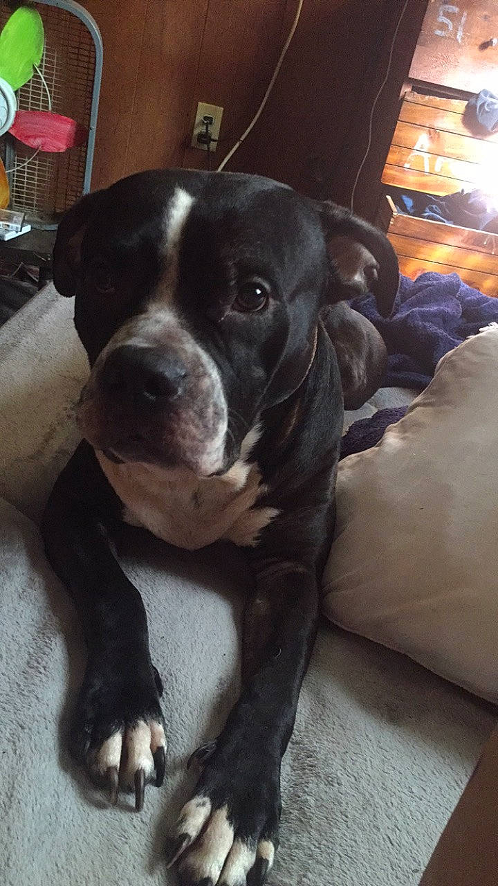 Deadpool is registered to the contest to win money with this photo: borador, canidae, carnivore, comfort, companion_dog, dog, dog_breed, eye, fawn, fur, liver, non_sporting_group, snout, sporting_group, whiskers, working_animal