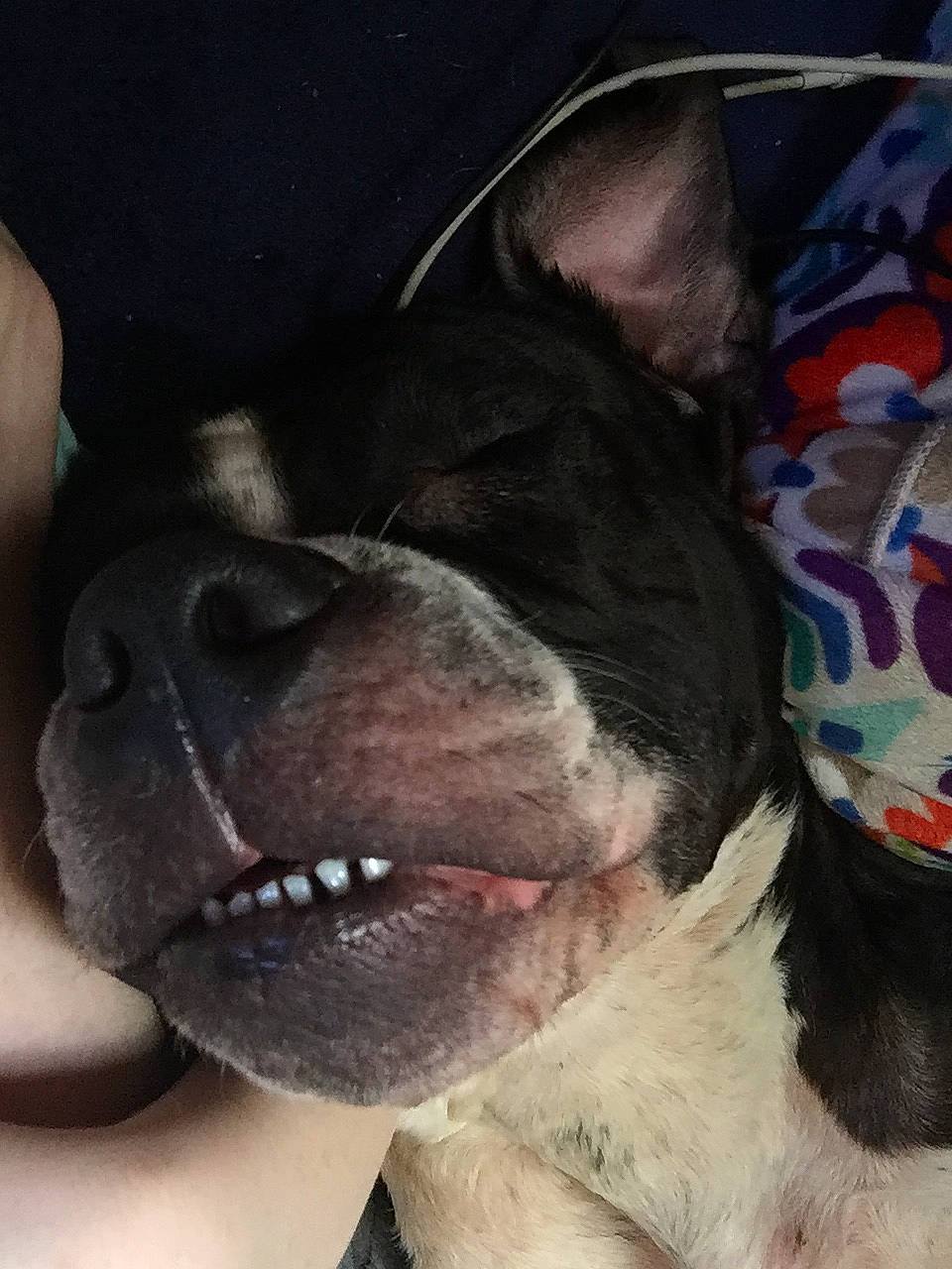 Deadpool joined the competition — help win amazing prizes! art, boston_terrier, bulldog, canidae, carnivore, collar, companion_dog, dog, dog_breed, dog_collar, eye, fang, fawn, french_bulldog, fur, jaw, snout, sporting_group, whiskers, working_animal