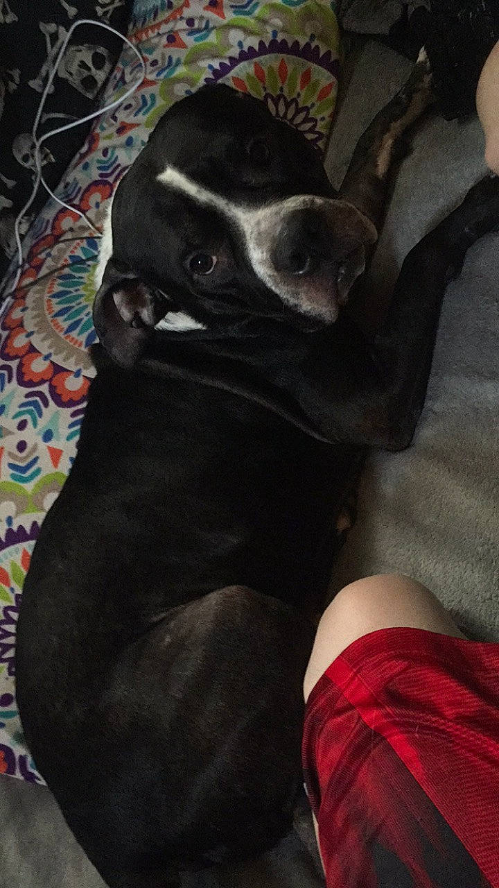 Deadpool joined the competition — help win amazing prizes! calf, canidae, carnivore, comfort, companion_dog, dog, dog_breed, fawn, foot, fur, grey, human_leg, knee, linens, snout, sporting_group, tail, thigh, whiskers, working_animal