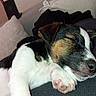puppy, dog, sleeping, pet, animal, black_and_white, brown, white, tri_color, floppy_ears, paw, snout, closed_eyes, couch, sofa, blanket, pillow, indoors, cozy, portrait