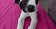 Blacko a rejoint le concours — aidez-le/la à gagner de superbes lots ! puppy, dog, pet, animal, cute, lying_down, front_paws, black_and_white, indoor, bed, pink_bedspread, fur, ears, nose, eyes, young, portrait, looking_at_camera, domestic_animal, adorable