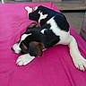 puppy, dog, black_and_white, bed, pink_bedspread, indoor, wooden_cabinet, relaxed, sleepy, animal, pet, fur, paw, lying_down, young_dog, cute, domestic, canine, resting, side_view