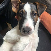 Blacko a rejoint le concours — aidez-le/la à gagner de superbes lots ! puppy, dog, jack_russell_terrier, white_fur, brown_fur, black_fur, floppy_ears, upright_ear, wide_eyes, pink_nose, paws, belly_up, lying_down, close_up, portrait, indoor, seated, car_seat, radiator, cute