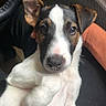 puppy, dog, jack_russell_terrier, white_fur, brown_fur, black_fur, floppy_ears, upright_ear, wide_eyes, pink_nose, paws, belly_up, lying_down, close_up, portrait, indoor, seated, car_seat, radiator, cute